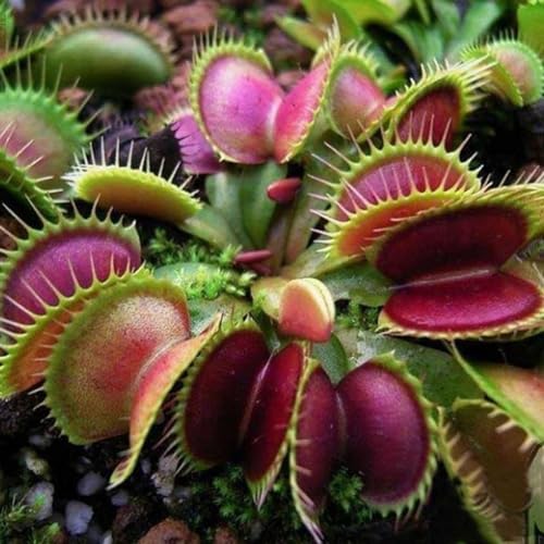 Sementes de Plantas Carnívoras DIONEA 60/120 Unidades Wilitto - Lâmpadas de plantas e flores - sementes, plantas carnívoras, dionea, 60 unidades
