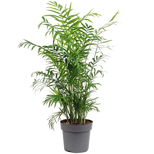 Planta Artificial PALMERA Elegans (Verde - 70 cm) Flowerbox - Plantas - 70 cm, verde, poliéster