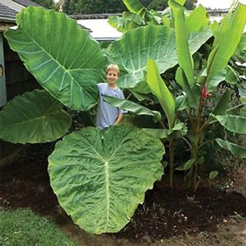 Sementes de Plantas Ornamentais PERZOE Sementes 100 Pcs Semillas Gigantesca PERZOE - Lâmpadas de plantas e flores - sementes, plantas ornamentais, gigantesca, sementeira
