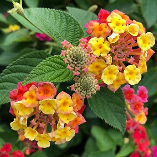 Sementes HALOPPE 300 Unids Lantana Camara Haloppe - Lâmpadas de plantas e flores - sementes, lantana camara, haloppe