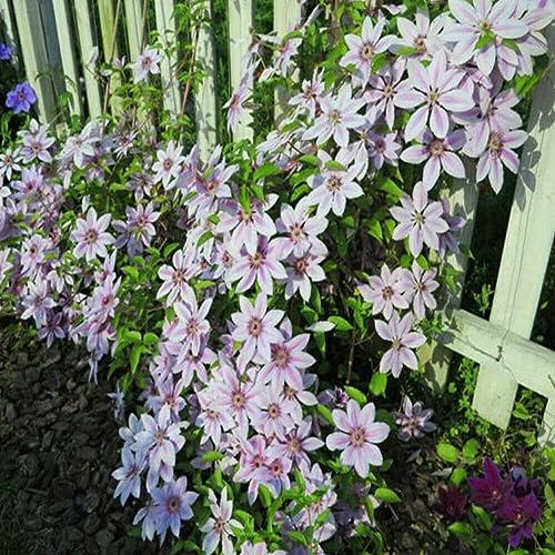 Sementes de Flores Trepadeiras PERZOE 500 Peças (Clematis) PERZOE - Lâmpadas de plantas e flores - sementes, flores, trepadeiras, 500 peças, clematis