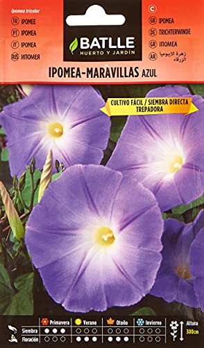 Sementes BATTLE Ipomoea Azul (200 g de sementes) BATLLE - Sementes - primavera, verão, outono, trepadora, ornamentação