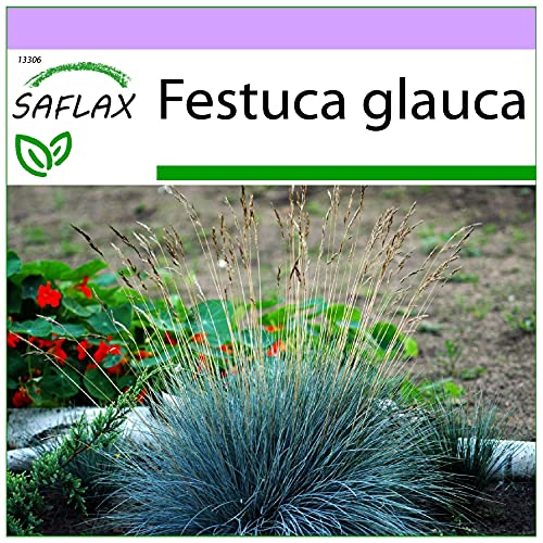 Semente de Erva Festuca Glauca (Azul) 50 Unidades SAFLAX - Lâmpadas de plantas e flores - erva, festuca glauca, azul, 50 unidades