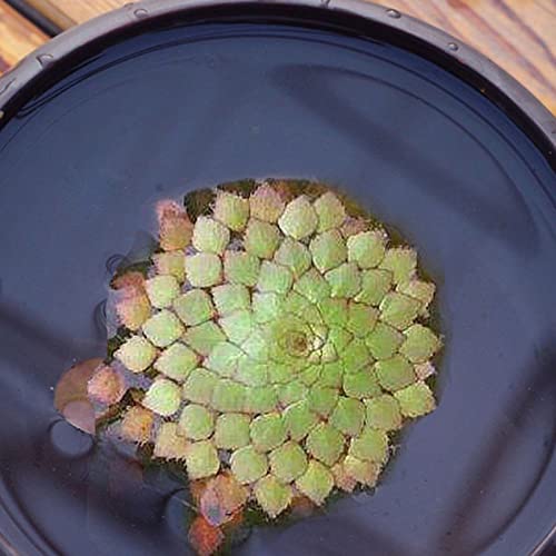 Sementes de Plantas Aquáticas ROTYROYA (100 unidades) Rotyroya - Lâmpadas de plantas e flores - aquáticas, 100 unidades