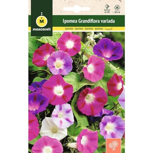 Sementes de Plantas Ornamentais MASCARELL Ipomea grandiflora variada Mascarell Semillas, S.L. - Sementes - Ipoméia, verão, fácil de germinar, 2 metros
