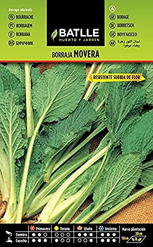 Sementes de Plantas Ornamentais MOVADERA Sementes Batlle Borragem Flor Branco (1 g) BATLLE - Sementes - ornamentais, batlle, borragem, 1 g