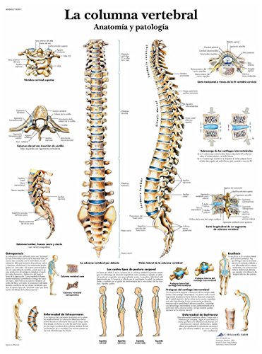Livro 3B Scientific VR3152UU impresso em papel, a coluna vertebral, anatomia e patologia 3B Scientific - Pósteres, impressões e arte visual - anatomia, patologia, coluna vertebral, papel de alta qualidade