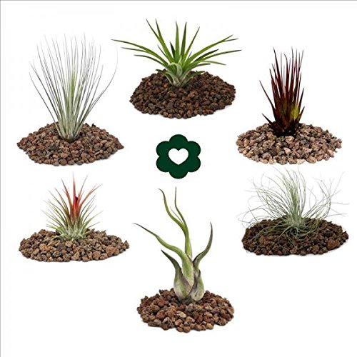 Jogo de Plantas Tillandsia (Recondicionado Sinais de Uso) Exotenherz - Lâmpadas de plantas e flores - 6 plantas, recondicionadas, decorativo