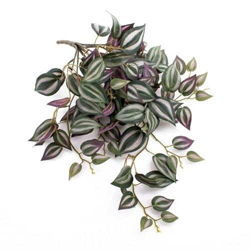 Planta decorativa EUPHORIACEAE Tradescantia zebrina DECOALIVE - Plantas - decorativa, fácil de manter, folhas arredondadas, bainhas verde-escuro