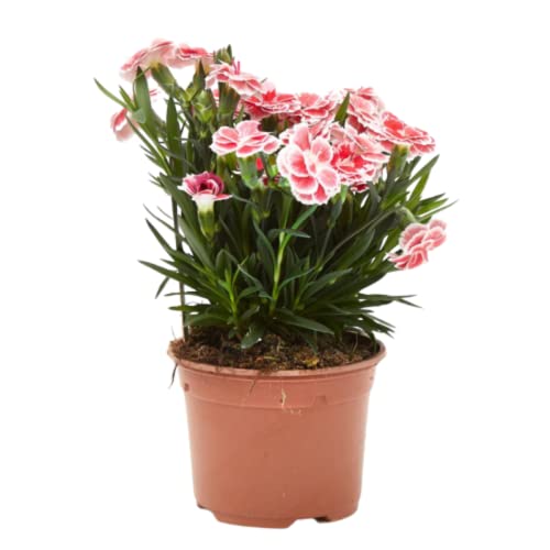 Planta Decorativa VERDECORAS Chávez (Preto - 11 x 11 cm) Verdecora - Lâmpadas de plantas e flores - preto, 11x11 cm