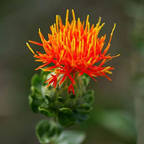 Sementes de Flores Laranja Orgânica 1.000 Pcs lamphle - Lâmpadas de plantas e flores - laranja, orgânica, 1.000 pcs, floral