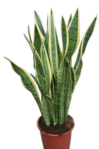 Sansevieria Tricolora Variegada Rizo & Boschetto GARDEN MARKET PLACE - Plantas - variegada, resistente, 30 cm, maceta