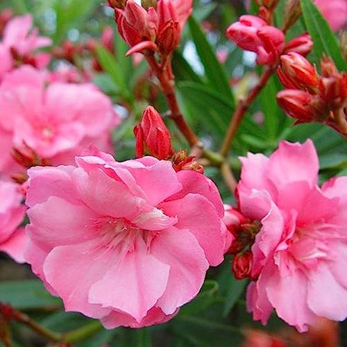 Sementes de Adelfa LUOJUNY (50 unidades) Luojuny - Lâmpadas de plantas e flores - semente, adelfa, luojuny