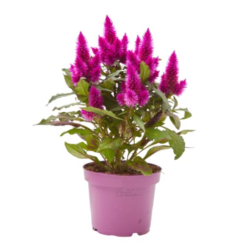 Flores Artificiais VERDECORA Plumas Caracas Verdecora - Casa e jardim - artificiais, plumas, caracas