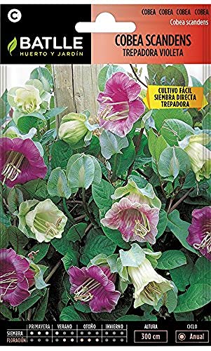 Sementes de Plantas Trepadeiras BATLLE & COBEA Scandens (1 g) Semillas Batlle - Sementes - sementes, trepadeiras, batlle, cobea, scandens