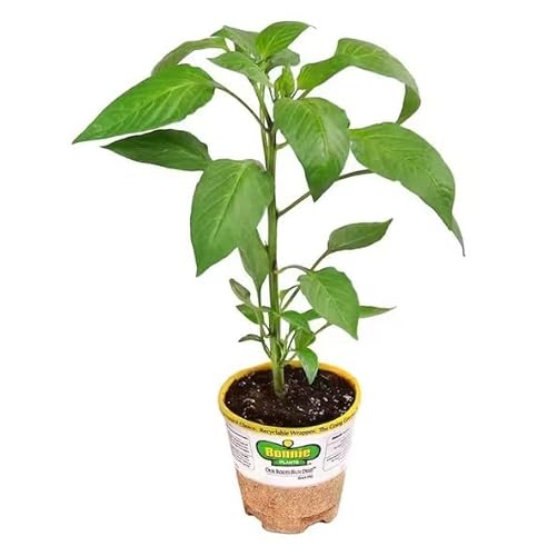 Sementes de Pimenta Padrão NATURVET 1,5 g DECOALIVE - Plantas - sementeira, pimenta padrão, 15 g