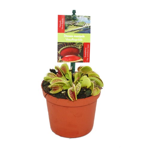 Planta Veneno de Morango VENUS FLYTRAP (Dionaea Muscipula) Exotenherz - Lâmpadas de plantas e flores - veneno, morango, venus flytrap