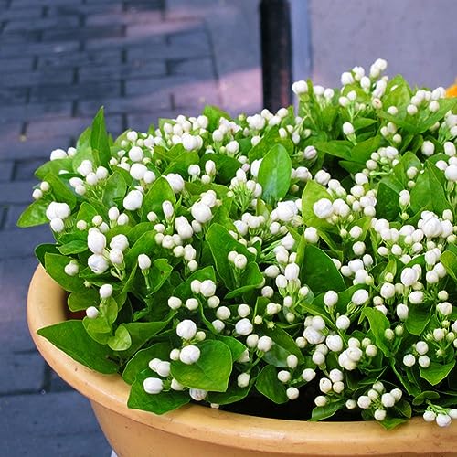 Sementes de Flores ORNAMENTALES JASMINE (50 Un) lamphle - Lâmpadas de plantas e flores - ornamentais, jasmine, 50 unidades