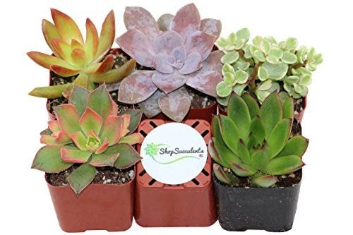 Conjunto de 5 Plantas Suculentas MIXED (Verde) DECOALIVE - Plantas - conjunto, plantas, suculentas, mixed, verde