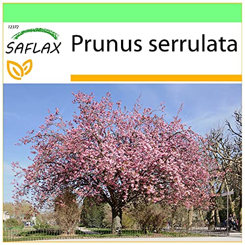 Sementes de Flores SAFLAX Garden To Go (Prunus Serrulata) SAFLAX - Lâmpadas de plantas e flores - 1000 peças, multicolor, 3,5 g