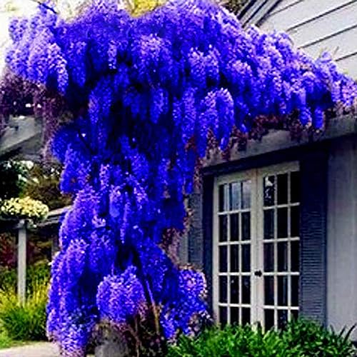 Sementes de Plantas Ornamentais PERZOE 10 Unidades (Wisteria Sinensis) PERZOE - Lâmpadas de plantas e flores - wisteria sinensis, ornamentais, 10 unidades