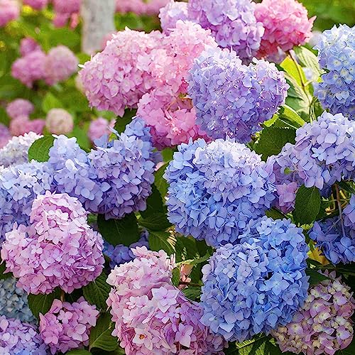 Sementes de Hortênsias LUOJUNY 100 Unidades Luojuny - Lâmpadas de plantas e flores - hortenças, sementes, luojuny, 100 unidades