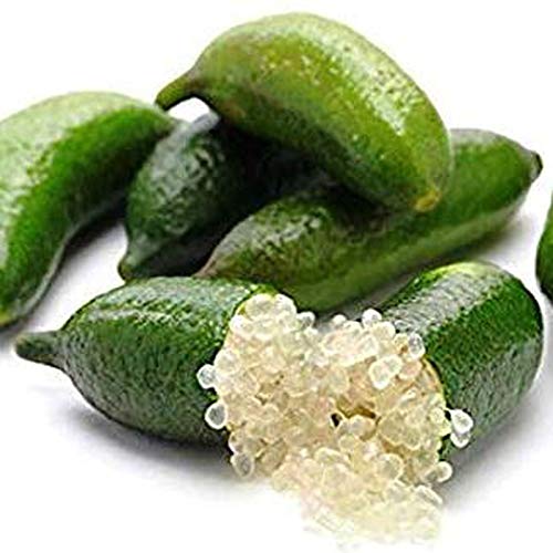 Frutal Caviar Citrico Microcitrus Australasica em Vaso 10.5X20Cm Viveros la Berrocosa - Plantas - frutal, caviar, citrino, microcitrus, australisca