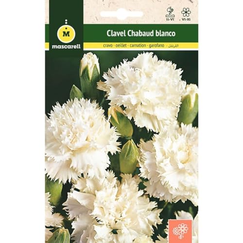 Sementes de flores exterior Clavel Chabaud Branco 0.4 g MASCARELL Mascarell Semillas, S.L. - Sementes - branco, 0.4 g, fertilizado, sombra