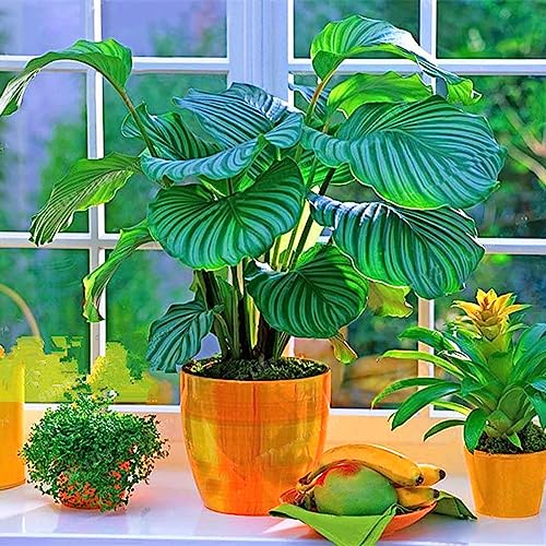 Sementes de Calatéia Luojuny 100 Unidades (Recondicionado Como Novo) Luojuny - Lâmpadas de plantas e flores - calatéia, luojuny, 100 unidades, recondicionado como novo