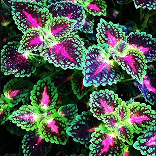 Sementes de Plantas Ornamentais HALOPPE 200 Unids (Coleus) Haloppe - Lâmpadas de plantas e flores - coleus, 200 unidades