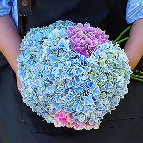 Flores HORTENSIAS 50 Unidades (Semilunas) Haloppe - Árvores - hortênsias, 50 unidades, semilunas