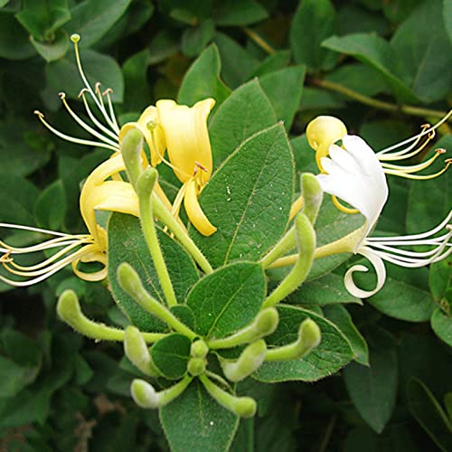 Flores de Madresela HALOPPE (50 Unidades) Haloppe - Lâmpadas de plantas e flores - 50 unidades, semeadora, jardim