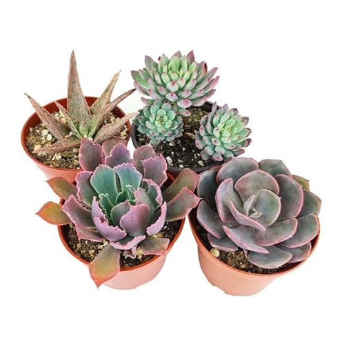 Mini Plantas Etnicas 4 Unidades (Recondicionado Sinais de Uso) DECOALIVE - Plantas - mini, 4 unidades, recondicionado, sinais de uso