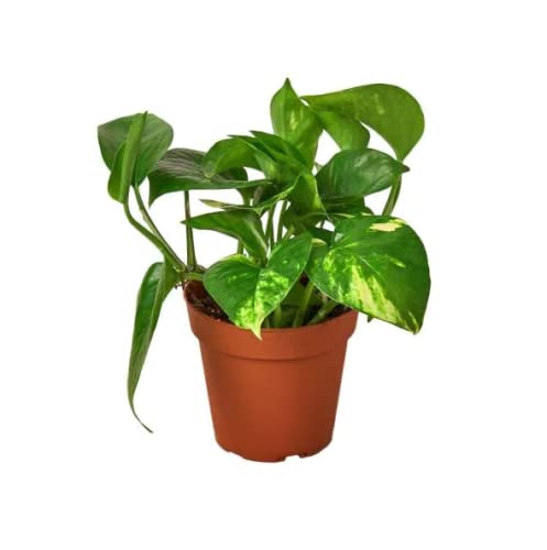 Planta Decorativa Artificial POTOS EPIMEDIUM AUREUM DECOALIVE - Plantas - folhas realistas, 150x30x30cm, pvc, cor verde
