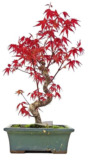 Bonsai Decoalive - Arce japonês (Semi-árido) DECOALIVE - Árvores - plástico, 15 cm, fibra de coco, semi-árido