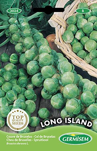 Sementes de Plantas para Comer GERMISEM Long Island (1.5g) GERMISEM - Sementes - resistente ao frio, alta produção, final outono, inverno