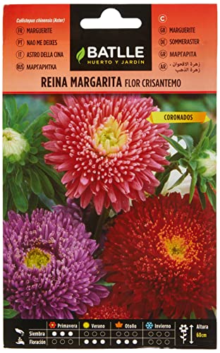 Sementes RAINHA MARG Envelope de Crisântemo de Flor (5 g) BATLLE - Sementes - crisântemo, flor, 5 g