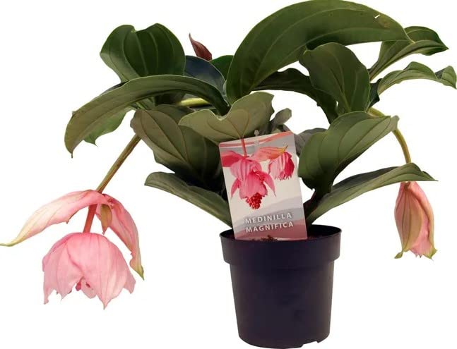 Planta MEDINILLA Magnifica (Verde - 17.5 cm) DECOALIVE - Plantas - resistente, fácil de manter, verde, 175 cm