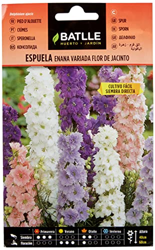 Semente de Flores JACINTO (Flor de Jacinto) - 5 Unidades BATLLE - Sementes - semente, flores, jacinto