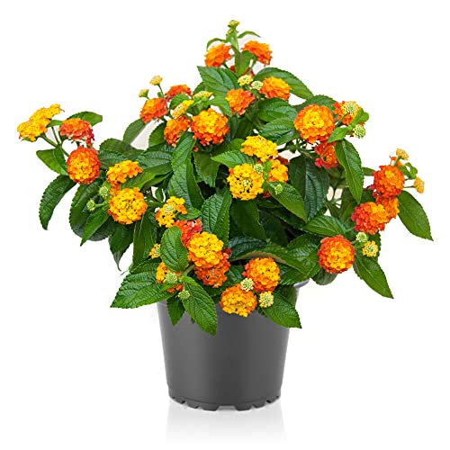 Lantana Natural - 5 Unidades - Altura 20-40 cm DECOALIVE - Lâmpadas de plantas e flores - resistente, fácil de tratar, branco suave, rápido crescimento
