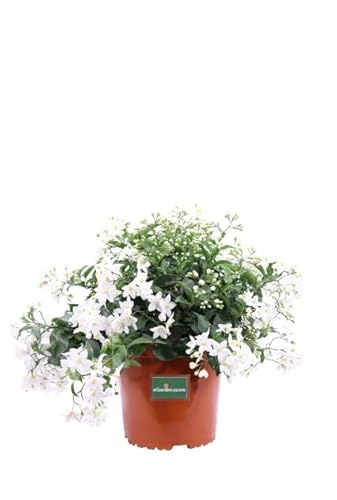 Plantas Ornamentais JAZMÍN NOCTURNO (1 Un) DECOALIVE - Plantas - ornamentais, 30 x 25 x 50 cm, folhas brilhantes, moderno