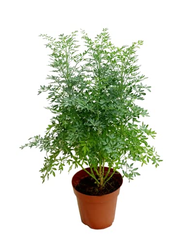 Planta de Proteção e Boa Sorte Ruta Graveolens ou Ruça comum DECOALIVE - Plantas - proteção, boa sorte, ruta graveolens