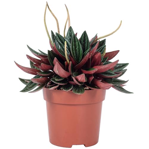 Peperomia Smit Rosso (Pepperomia) - 10.5 Cm Flowerbox - Plantas - pepéromia, smit rosso, 10.5 cm