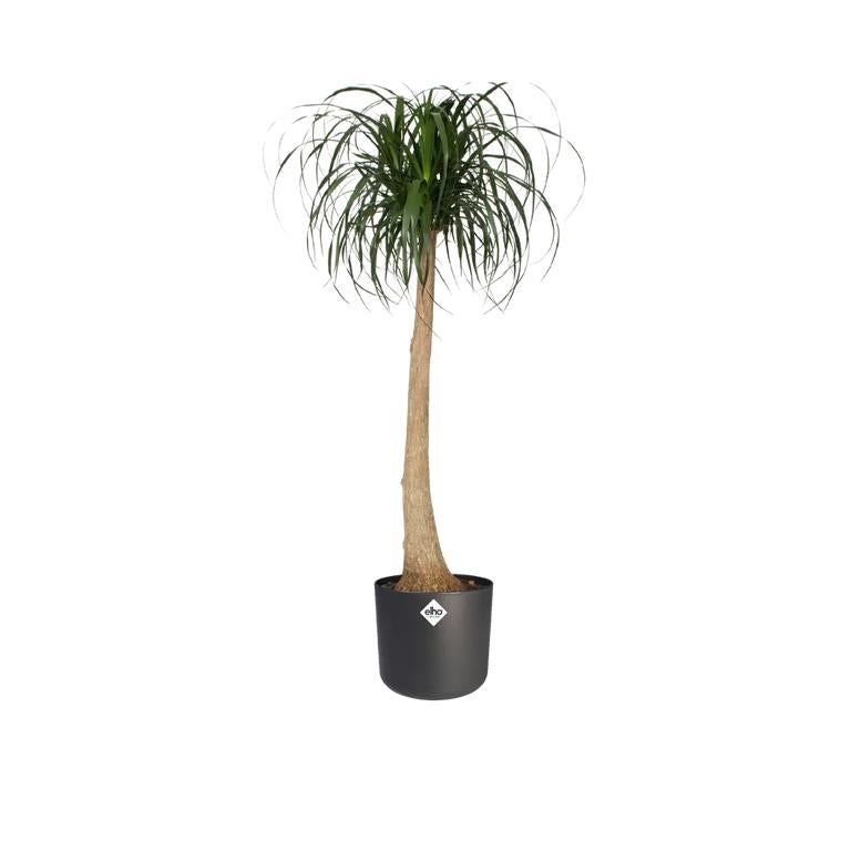 Vaso Elho B.FOR Soft Round | Preto (Jardinagem) Elho - Vasos e canteiros - plástico, reciclável, rega automática, elegante