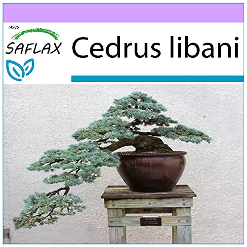 Sementes de Plantas Ornamentais SAFLAX Cidro Do Líbano (20 Un) SAFLAX - Lâmpadas de plantas e flores - ornamentais, 20 unidades, saflax