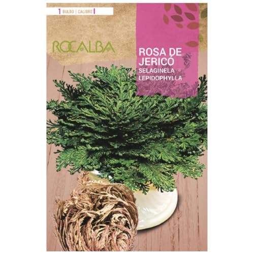 Bulbo Rosa De Jerico Rocalba (Comida e Bebida) ROCALBA - Lâmpadas de plantas e flores - bulbo, rosa de jerico, rocalba, comida, bebida