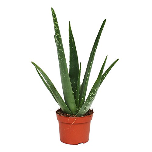 Aloe Vera Gel 1000 Ml NATURALEZA Y VIDA Best4Garden - Lâmpadas de plantas e flores - aloe vera, 1000 ml, verde