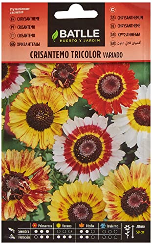 Sementes de Crisântemo Tricolor Variado 1.5 G BATLLE - Sementes - crisântemo, tricolor, variado