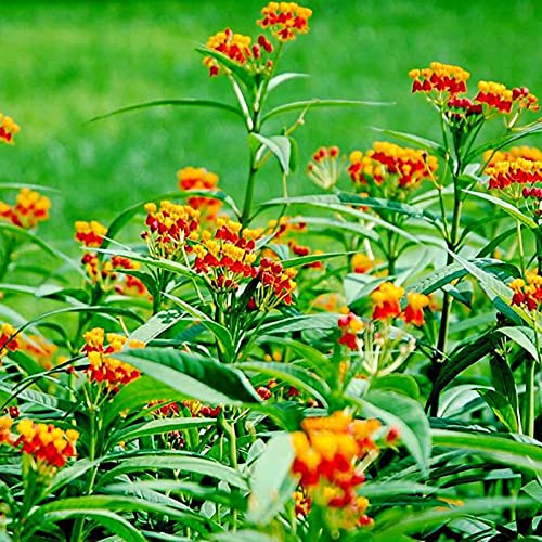 Sementes de Flores BENOON Asclepias Curassavica (30 Pcs) Benoon - Lâmpadas de plantas e flores - sementes, flores, ascoletos, curassavica