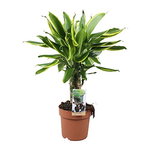 Planta Ornamental GREENICE Dracaena Fragrans Yellow Coast Premium (60cm) DECOALIVE - Plantas - verde, 60cm, plástico, resistente